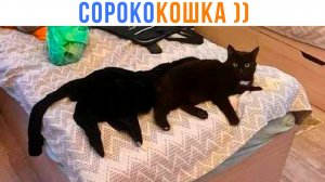 СОРОКОКОШКА ))) Приколы с котами | Мемозг 1691