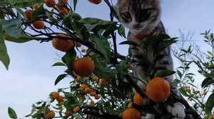 31) На зиму в Абхазию-4. Пальмобананоповал и котенок Тимоша в мандаринах