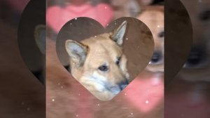 1000040980.mp4 (Собака смотрит на монтаж электропроводки (распайку р/коробок) в доме А-фрейм)