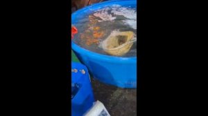 Привоз крупной форели к субботнему запуску.