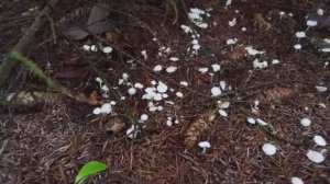 Навозник рассеянный 23 ноября 2025