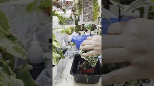 Фикусные пересадки ч 2 ☘️☘️☘️ Моя коллекция