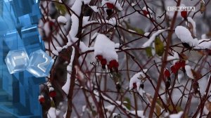 В ближайшие 7 дней максимальная температура в Кузбассе составит +1°С