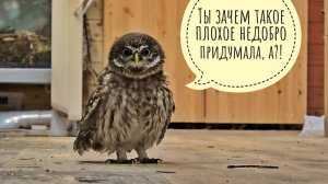 Намочили маленькую вредную сову! Опять! Сычу Лучику досталось водички со всех сторон