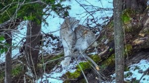 Рысье семейство устроило фотосессию на дороге из Яйлю