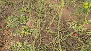 Самый живучий томат! 11 месяцев в теплице.