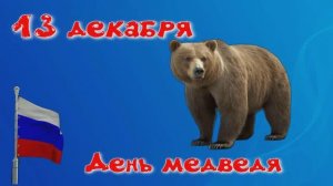 13 декабря день медведя. Интересные факты о медведе.