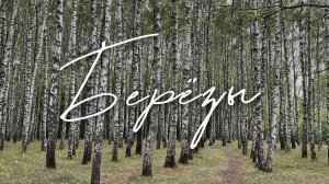 Александр Шалунов - Березы ( Игорь Матвиенко - Михаил Андреев )