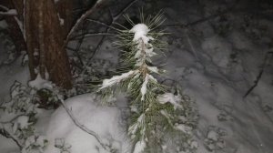 Зимний лес . Успокаивающая музыка . Музыка для сна . Релакс .