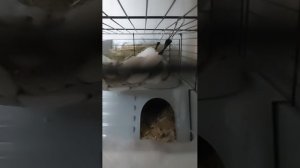 Морская свинка🤍 23