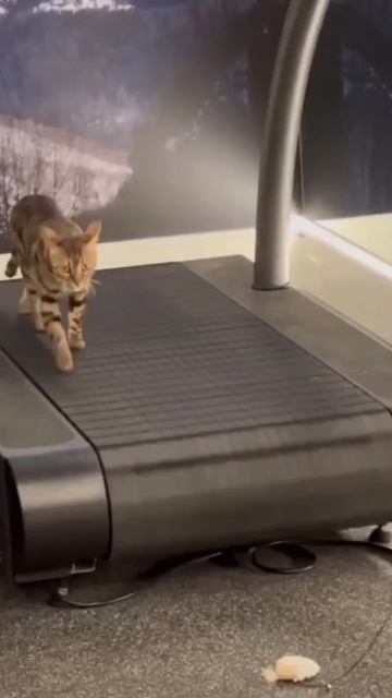 А я иду, иду, иду и тебя я не найду...