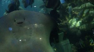 Кормление рыб в огромном аквариуме.