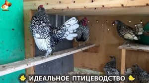 Идеальное птицеводство достойно восхищения 🐓🦆🦢🦚🦃🐔 эпизод (409)