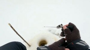 В ЭТУ МОРМЫШКУ Я ВЕРЮ! БЕЗМОТЫЛКА на ЛЕСНОЙ РЕЧКЕ ПО ПЕРВОМУ ЛЬДУ