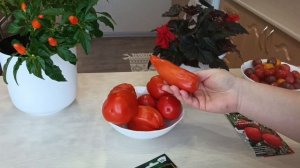 Помидоры 26 октября. Лежкие сорта и гибриды.