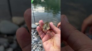 Рыбалка в Адыгее на реке белая