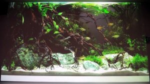 Тематический аквариум и аквариум-история Мазурек Елена Анатольевна