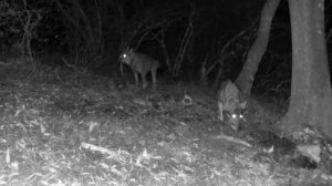 Фото ловушка 🐺🐺🐺