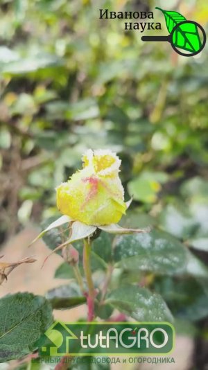 РОЗЫ ПЕРЕЗИМУЮТ БЕЗ УКРЫТИЯ. Ни одна роза не замерзнет, если сделаете так, как я.