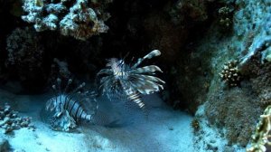 МирЖивой Природы