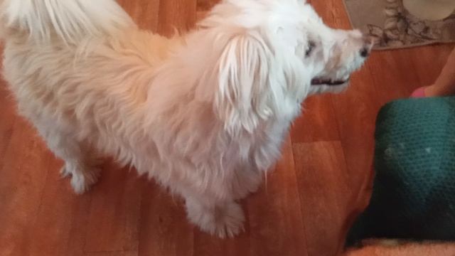 А вы видели собак-вегетарианцев?