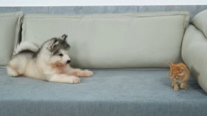 Котёнок и щенок