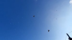 25.11.25 г. Андижанская порода голубей (3)