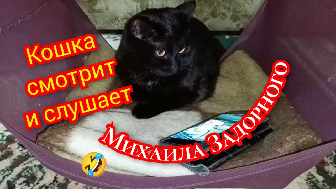 Смех до слёз 😂. Кошка смотрит М. Задорнова