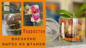 Подросток Cackatoo от SON YA внезапно пересажен. Еле достала!