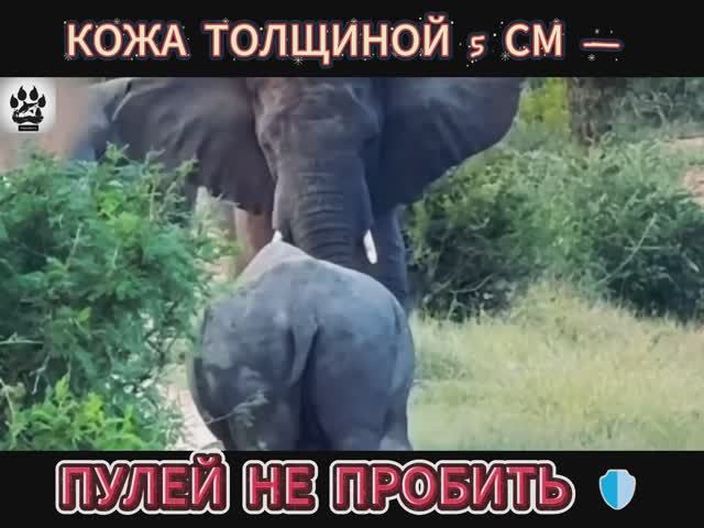 Невероятные факты: Носорог: почему он — настоящий «танк» саванны? 🦏 смотреть онлайн