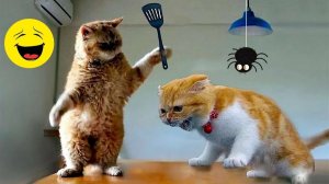 СМЕШНО ДО СЛЕЗ 😹😍 СМЕШНЫЕ КОТЫ, ЛУЧШИЕ ПРИКОЛЫ С КОТАМИ, КОШКИ, ЖИВОТНЫЕ 🥰
