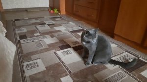 Шпиц играет с котом. 25 ноября 2025