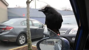 ВОРОН   ( Авторская  работа )