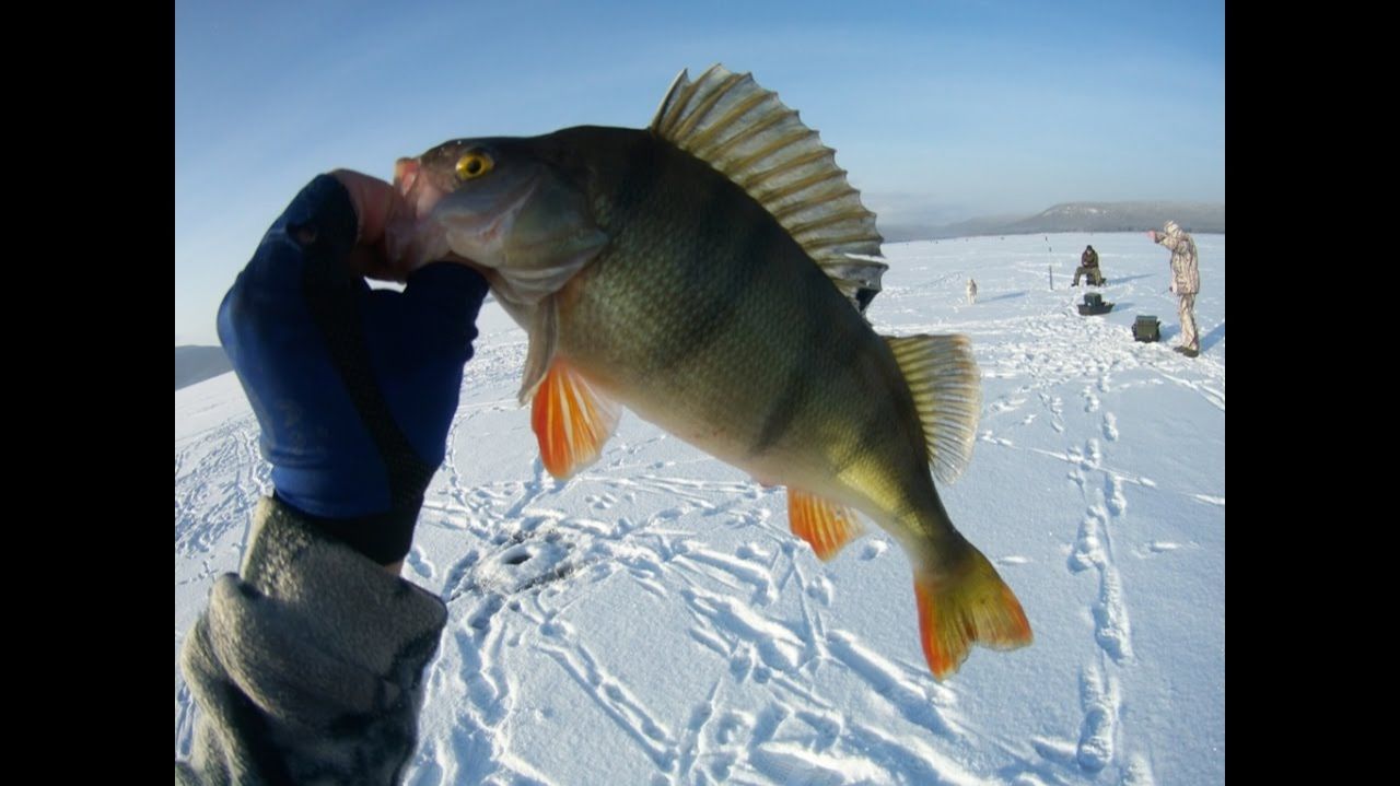 Рыбалка сразу на дороге. Ловим рыбу на Братском Водохранилище. Зимняя рыбалка