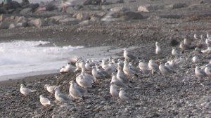 Берег Чёрного моря в Сочи зимой