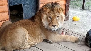 Лев ШЕРХАН и его любимый папа АЛЕКСАНДР. Очень игривый царь  или настоящий мужчина.