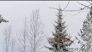 24 октября 2025г.ловля клестов еловиков и щуров