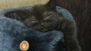 Осторожно, невероятная милота!