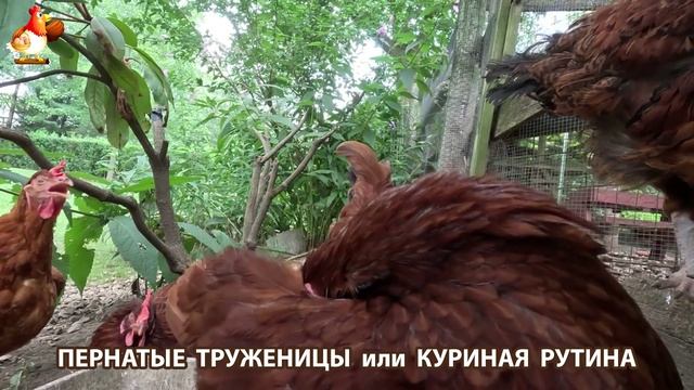 Куриная рутина – что делают куры на выгуле 😂 эпизод (67)