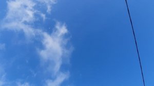 25.11.25 г. Андижанская порода голубей (4)