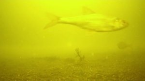 ЗА КАКОЕ ВРЕМЯ ПЛОТВА СОБЕРЕТСЯ НА ЗАКОРМ? ЭКСПЕРИМЕНТ ПОД ВОДОЙ