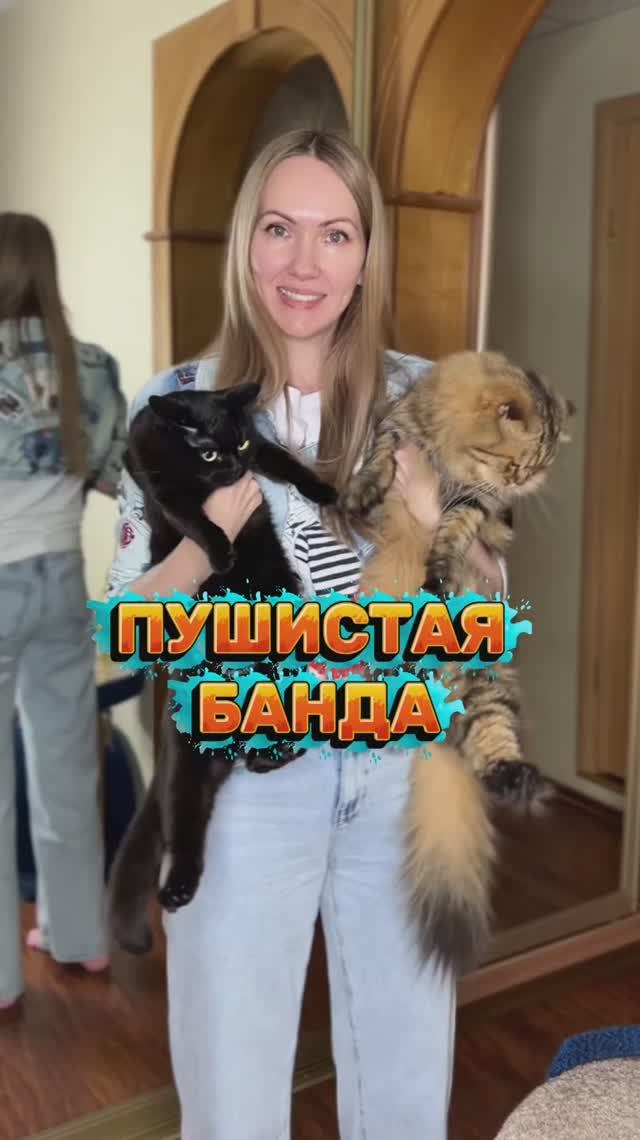 Моя пушистая банда❤️ #кот #кошка #юмор