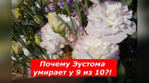 Эустома. Главные ошибки при выращивании.