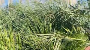 23.11.2025...❤️"Костры Любви"!.. Гомель!..