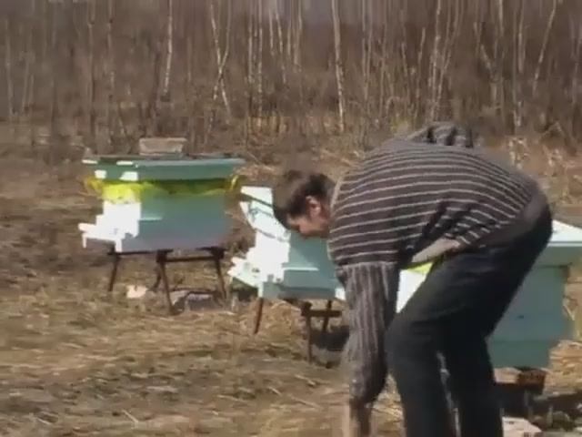 Пчёлы//ульи//деревня//соседка с жалобами.
