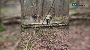 В Калужской области спасли лося, запутавшегося в проволоке