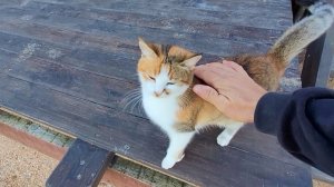 Вт, 25 нояб. 2025 Азовское море прямо сейчас