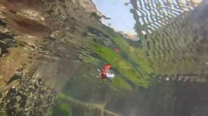 Приманка Оса