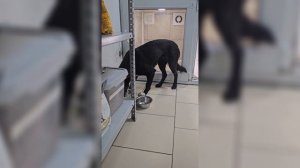 Черепно-мозговая травма и потерянный взгляд. История собачки, спасённой с обочины | Черничка