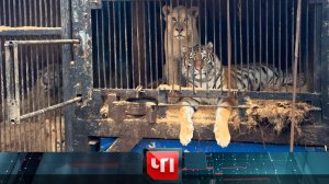 «ЧП»: 25 ноября 2025 года | «Чрезвычайное происшествие» на НТВ